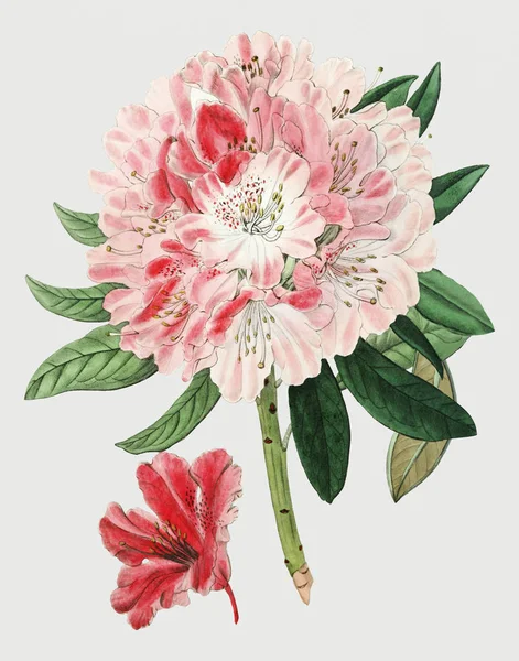 Rama Flores Rododendro Encantadora Vintage Para Decoración —  Fotos de Stock