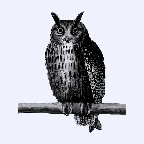 Vintage Długie Eared Owl Ilustracja — Zdjęcie stockowe