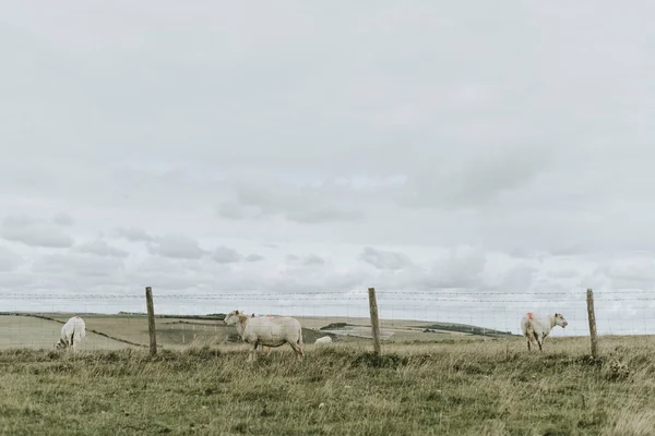 Sheep Standing Fence — Stock Photo, Image