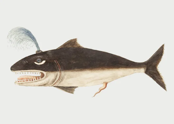 Винтажная Иллюстрация Китовых Рыб — стоковое фото