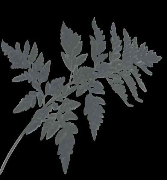 Skuggan Fern Leaf Vit Vägg — Stockfoto