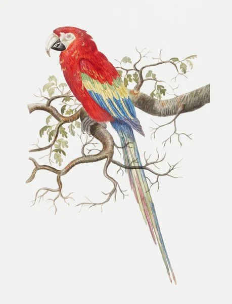 复古朱红色金刚鹦鹉鸟例证 — 图库照片