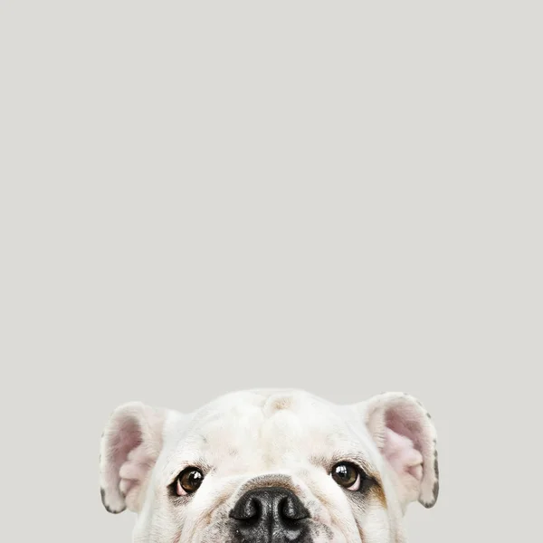 Retrato Cachorro Bulldog Branco Adorável — Fotografia de Stock