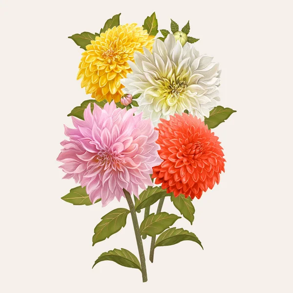 Beautiful Dahlia Flowering Plant Illustration — Stock Photo, Image