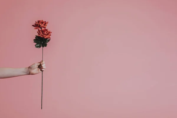 Hermosa Rosa Roja Para San Valentín — Foto de Stock