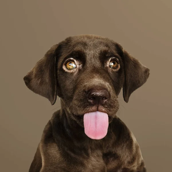 Retrato Adorável Labrador Retriever Chocolate — Fotografia de Stock