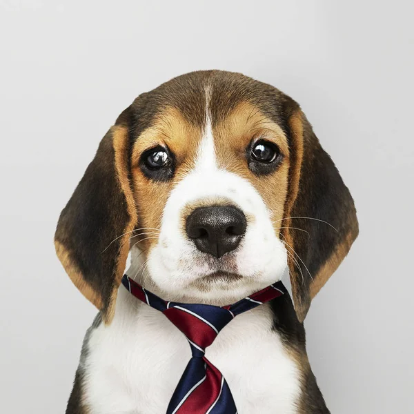 Lindo Cachorro Beagle Rojo Azul Blanco Corbata Rayas — Foto de Stock