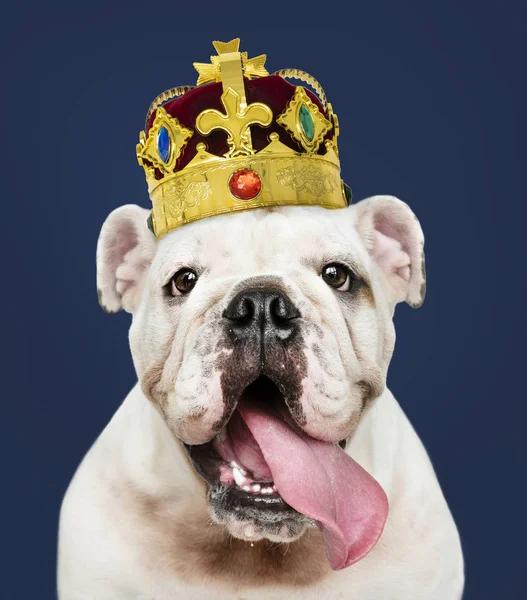 Cute White English Bulldog Puppy Classic Red Velvet Gold Crown — Stock Photo, Image