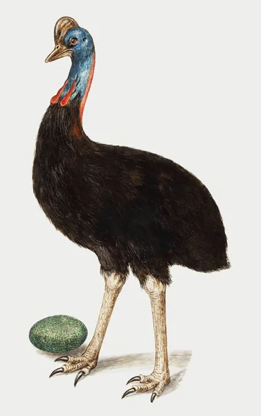 Vintage Cassowary Ilustracji Ptaków — Zdjęcie stockowe