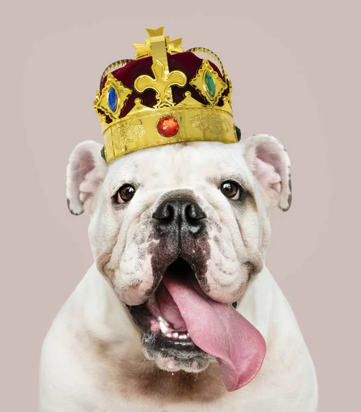 Cute White English Bulldog Puppy Classic Red Velvet Gold Crown — Stock Photo, Image
