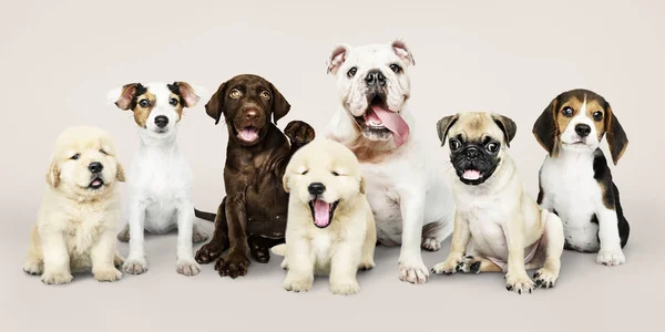 Group Portrait Adorable Puppies — Stock Photo, Image