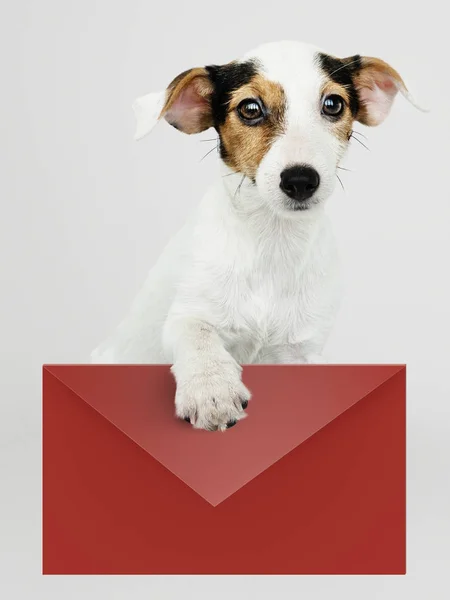 Adorável Cachorro Jack Russell Retriever Com Envelope Vermelho Mockup — Fotografia de Stock