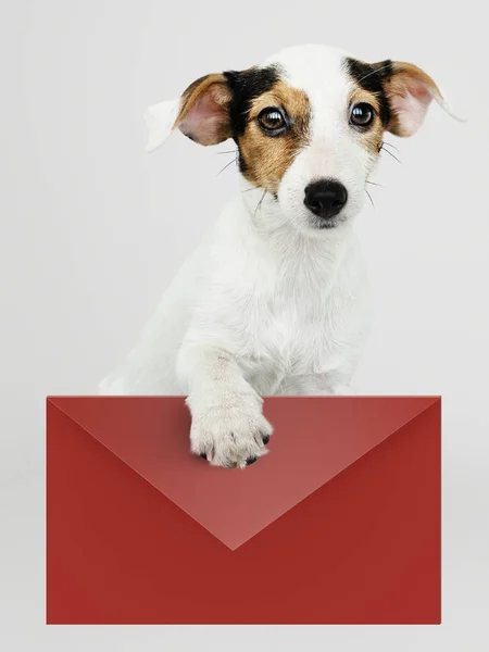 Adorable Cachorro Jack Russell Retriever Con Sobre Rojo Maqueta — Foto de Stock