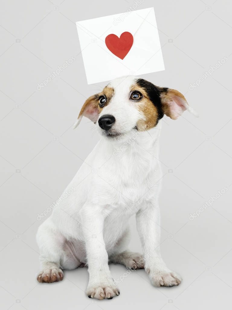 Adorable Jack Russell Retriever puppy with a love letter mockup