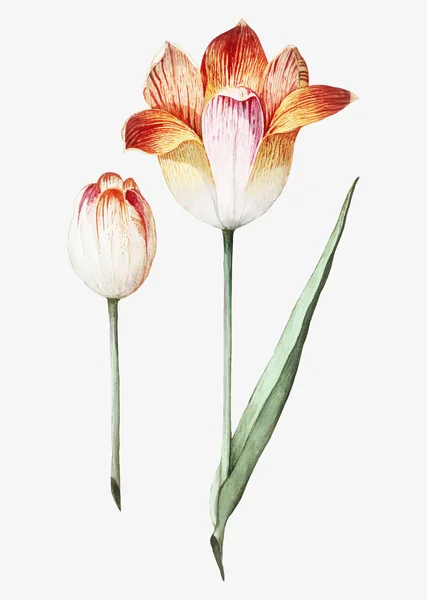 Vintage Tulipa Flor Ilustração Vetor — Vetor de Stock