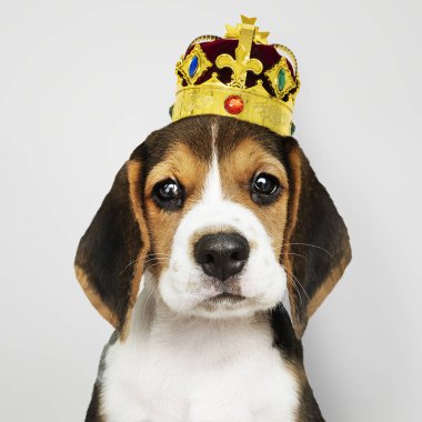 Sevimli Beagle köpek bir klasik altın ve kırmızı kadife taç