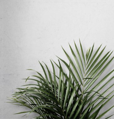 Areca palm gri arka plan üzerinde