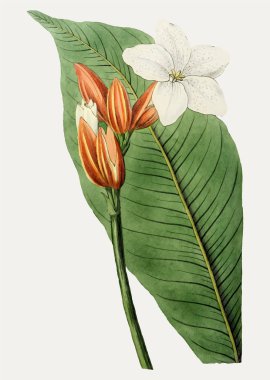 Süsleme için eski Brasilian kırmızı ceketli çiçek dalı