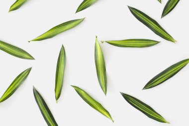 Yeşil beyaz bir arka plan üzerinde dağınık yaprakları