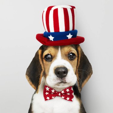 Sevimli Beagle köpek Sam Amca şapka ve kravat