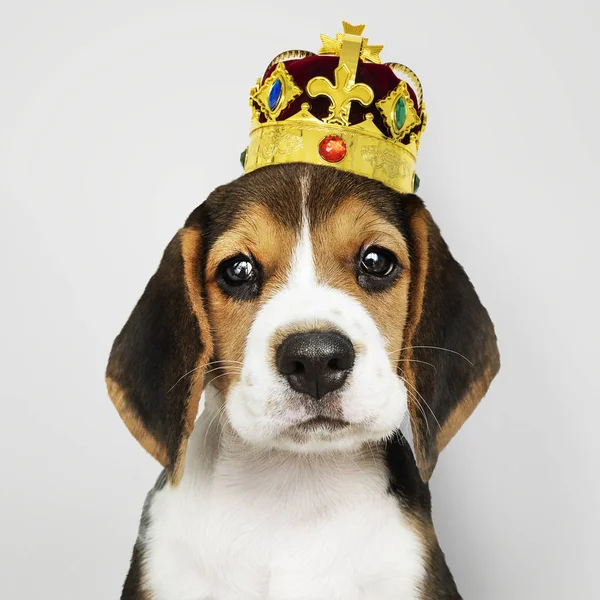 Cute Beagle Puppy Classic Gold Red Velvet Crown — Stock Photo, Image