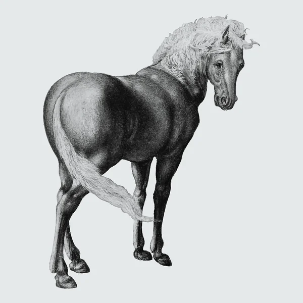 Vintage Paard Illustratie Concept — Stockfoto