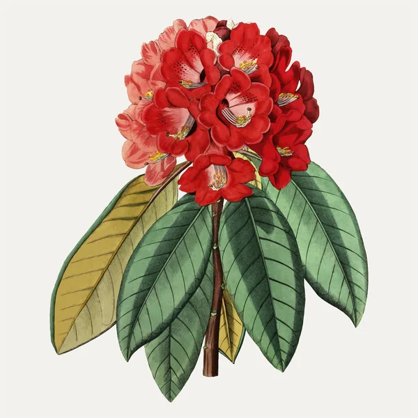 Ramo Flores Vintage Rhododendron Rollissonii Para Decoración —  Fotos de Stock