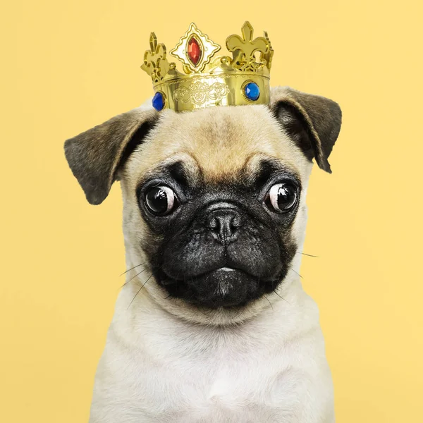 Cute Pug Puppy Gold Crown — Stock Photo, Image