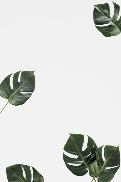Geteiltes Blatt Philodendron Auf Weißem Hintergrund — Stockfoto