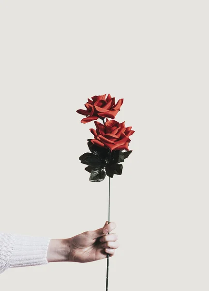 Rosa Vermelha Bonita Para Dia Dos Namorados — Fotografia de Stock