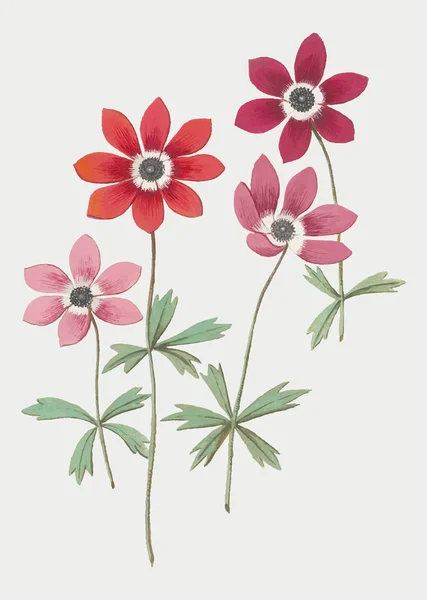 Vintage Anemone Flower Illustration — Stock Photo, Image
