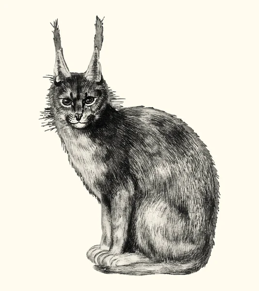 Vintage Lynx Illüstrasyon Kavramı — Stok fotoğraf