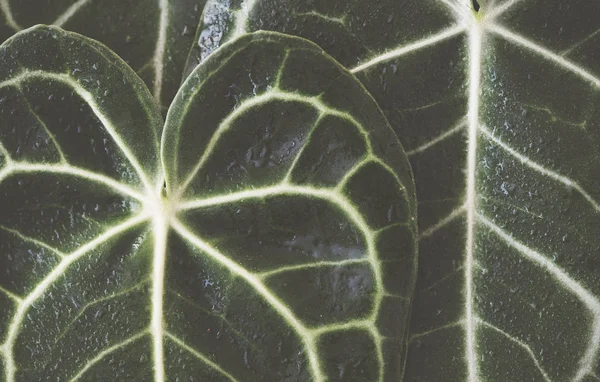 Nahaufnahme Von Xanthosoma Blättern — Stockfoto