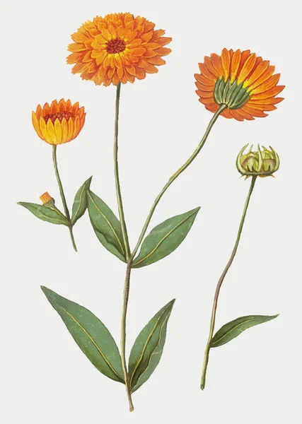 Vintage Marigold Λουλούδι Εικονογράφηση — Φωτογραφία Αρχείου