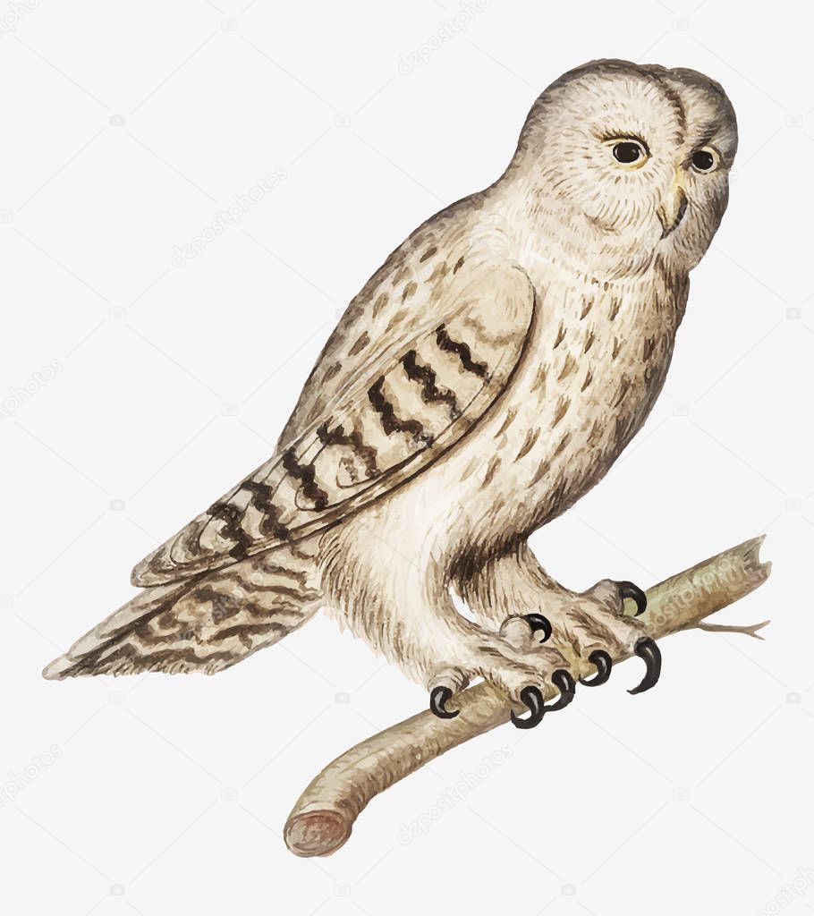 Vintage tawny owl illustration