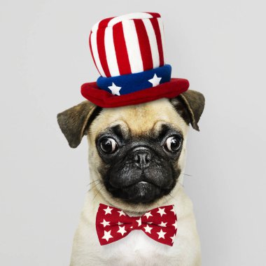 Sam Amca şapka ve kravat sevimli Pug köpek