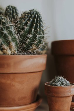 Kahverengi çömlek içinde kaktüs