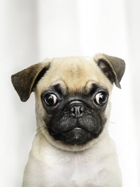 Sevimli Pug yavrusu solo portresi.