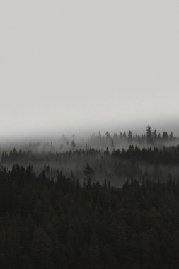 Norveç'te sisli ormanın görünümü