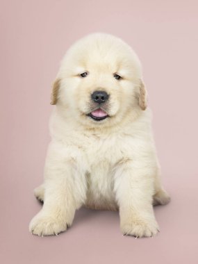 Çok güzel bir Golden Retriever köpek yavrusu portresi