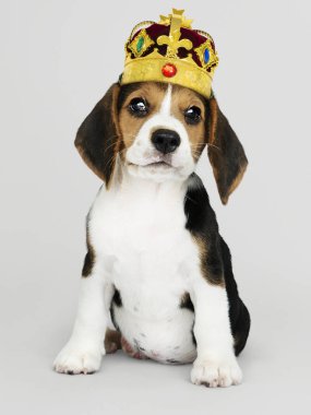 Sevimli Beagle köpek bir klasik altın ve kırmızı kadife taç