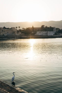 Ak balıkçıl kuş Pushkar Gölü Rajasthan, Hindistan