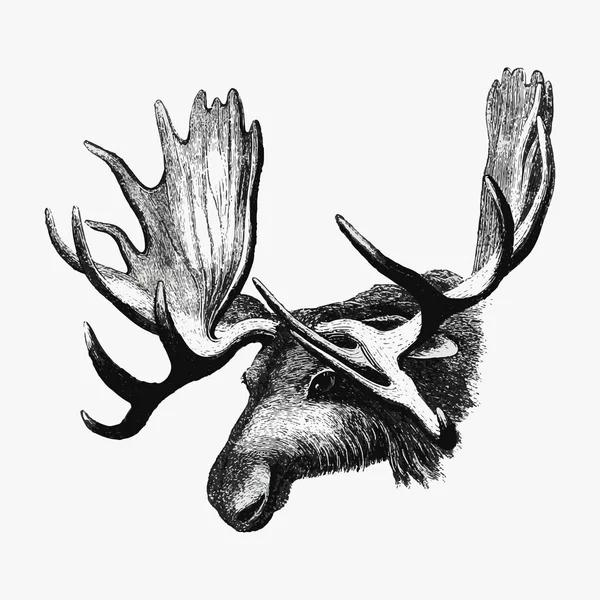 Drawing Moose Concept — Stock Photo, Image