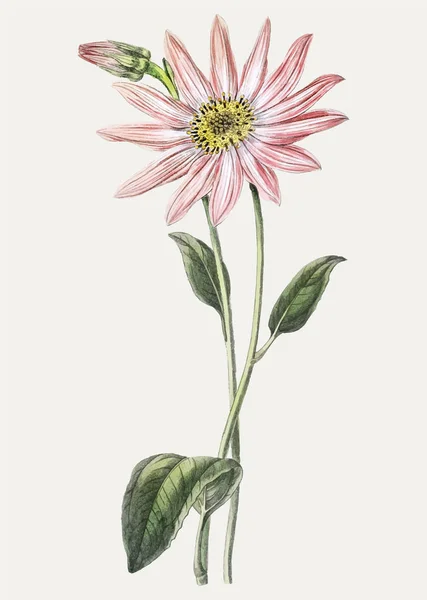 Vintage Pan Dickson Echinacea Větev Pro Dekorace — Stock fotografie