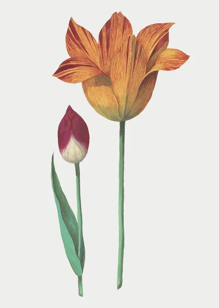 Εικονογράφηση Λουλούδι Vintage Τουλίπα — Φωτογραφία Αρχείου