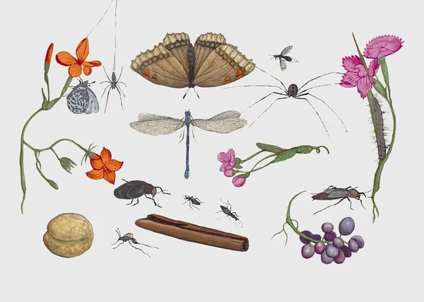 Vintage Histoire Naturelle Illustration Ensemble — Photo