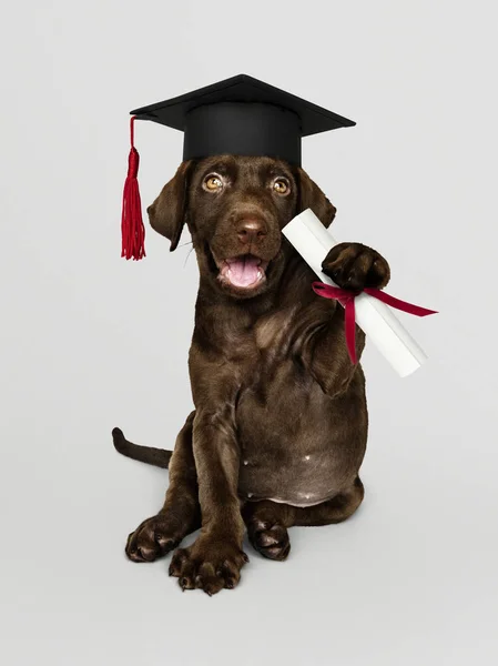 Cute Chocolate Labrador Retriever Graduation Cap Holding Certificate Roll — Stock Photo, Image