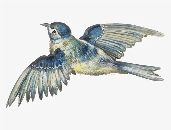Jahrgang Blaumeise Vogel Illustration — Stockfoto