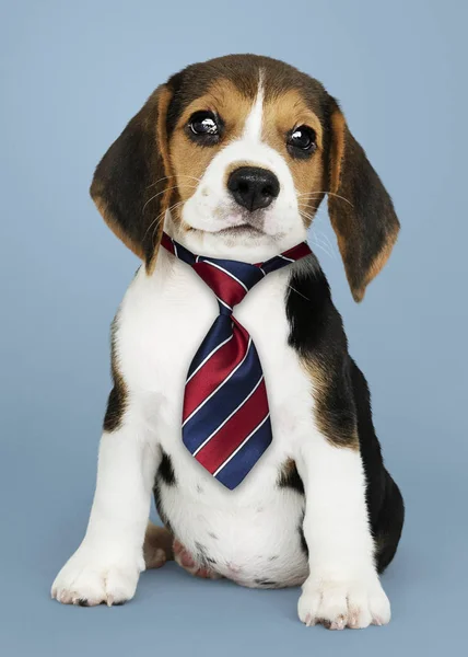 Lindo Cachorro Beagle Rojo Azul Blanco Corbata Rayas — Foto de Stock