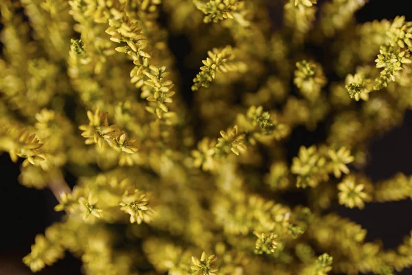 Makroaufnahme Eines Straußes Gelber Blumen — Stockfoto